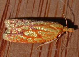 Sulphur Fruit Tortrix